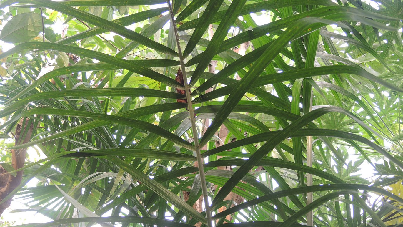 Ferskenpalme (Bactris gasipaes)