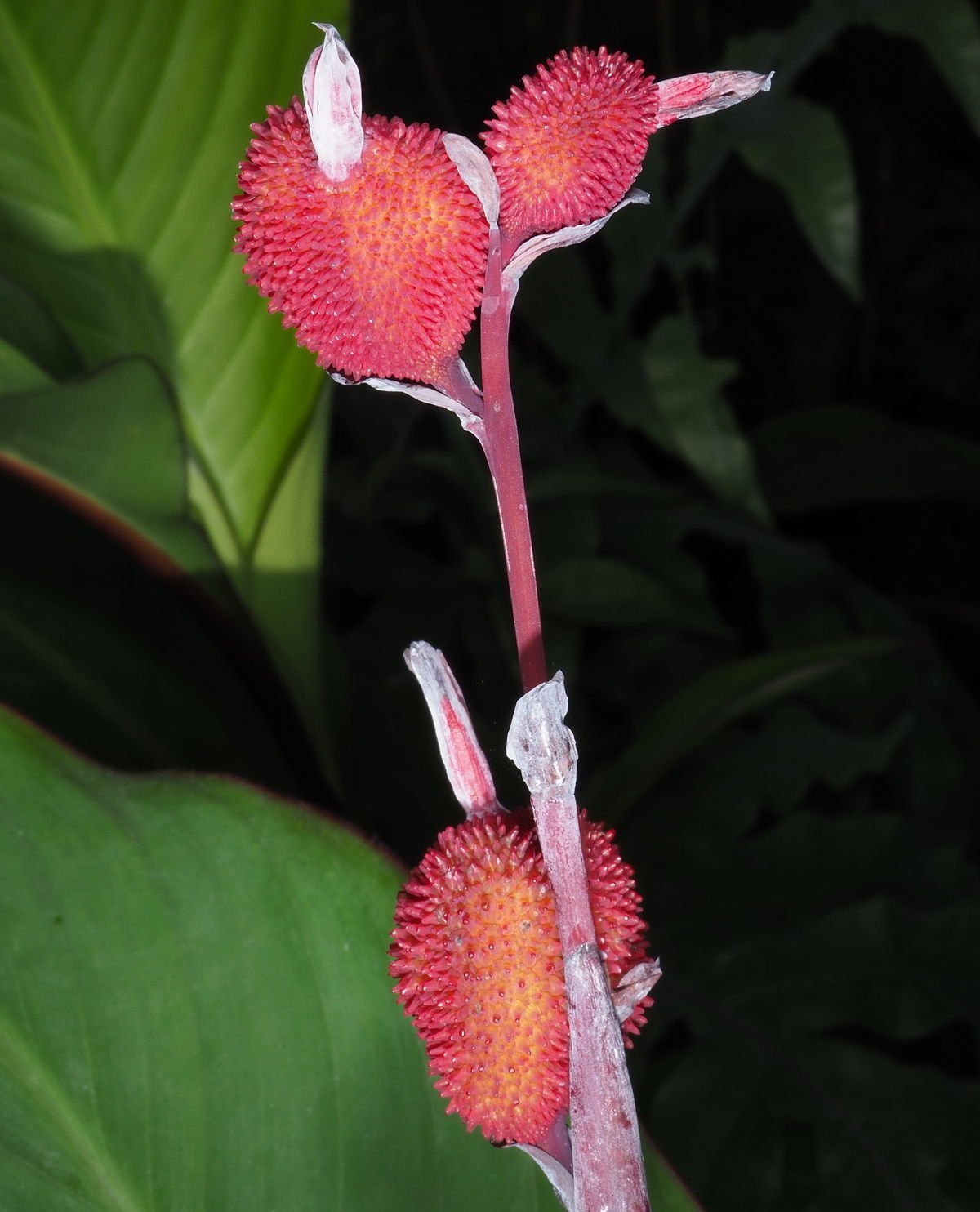 Fruits of Indian shot. Inside the fruits are the hard seeds