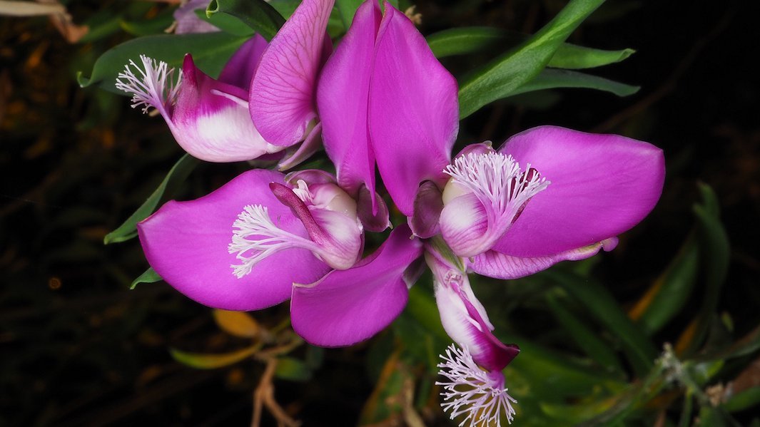 The flower of the myrte-leaf milkwort