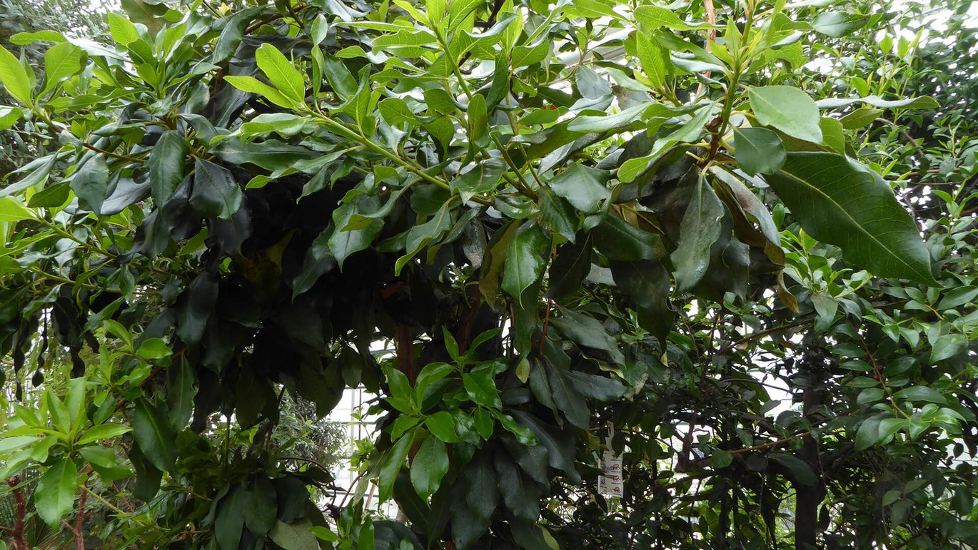 Liljekonvalbusk (Clethra arborea)