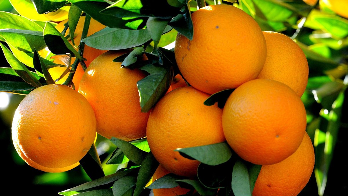 Appelsin (Citrus × sinensis) - Væksthusene i Aarhus