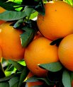 Oranges