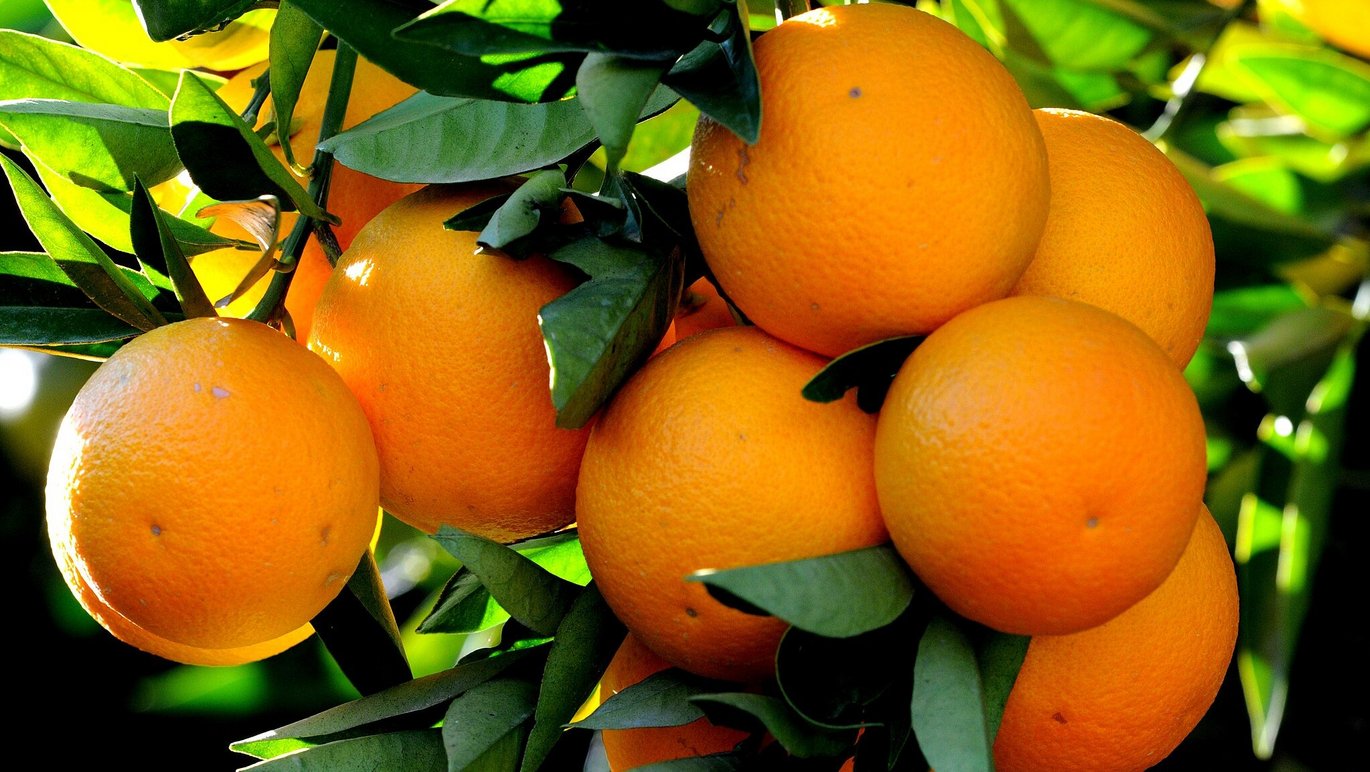 Oranges