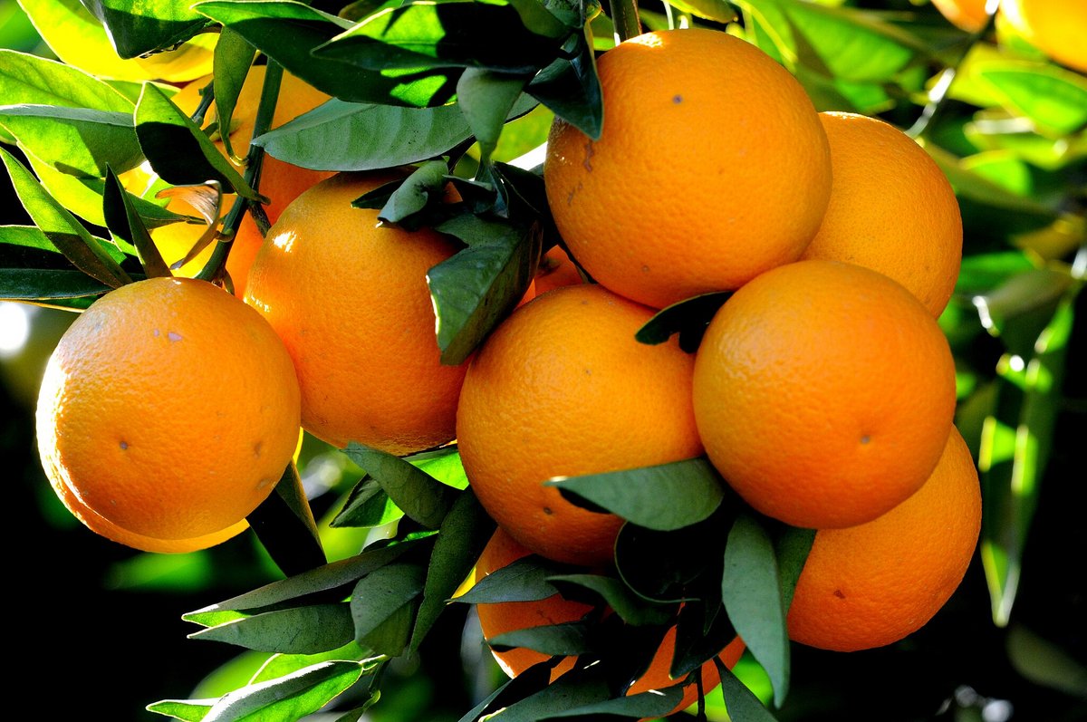Appelsin (Citrus sinensis) findes i Middelhavshuset i Væksthusene i Aarhus