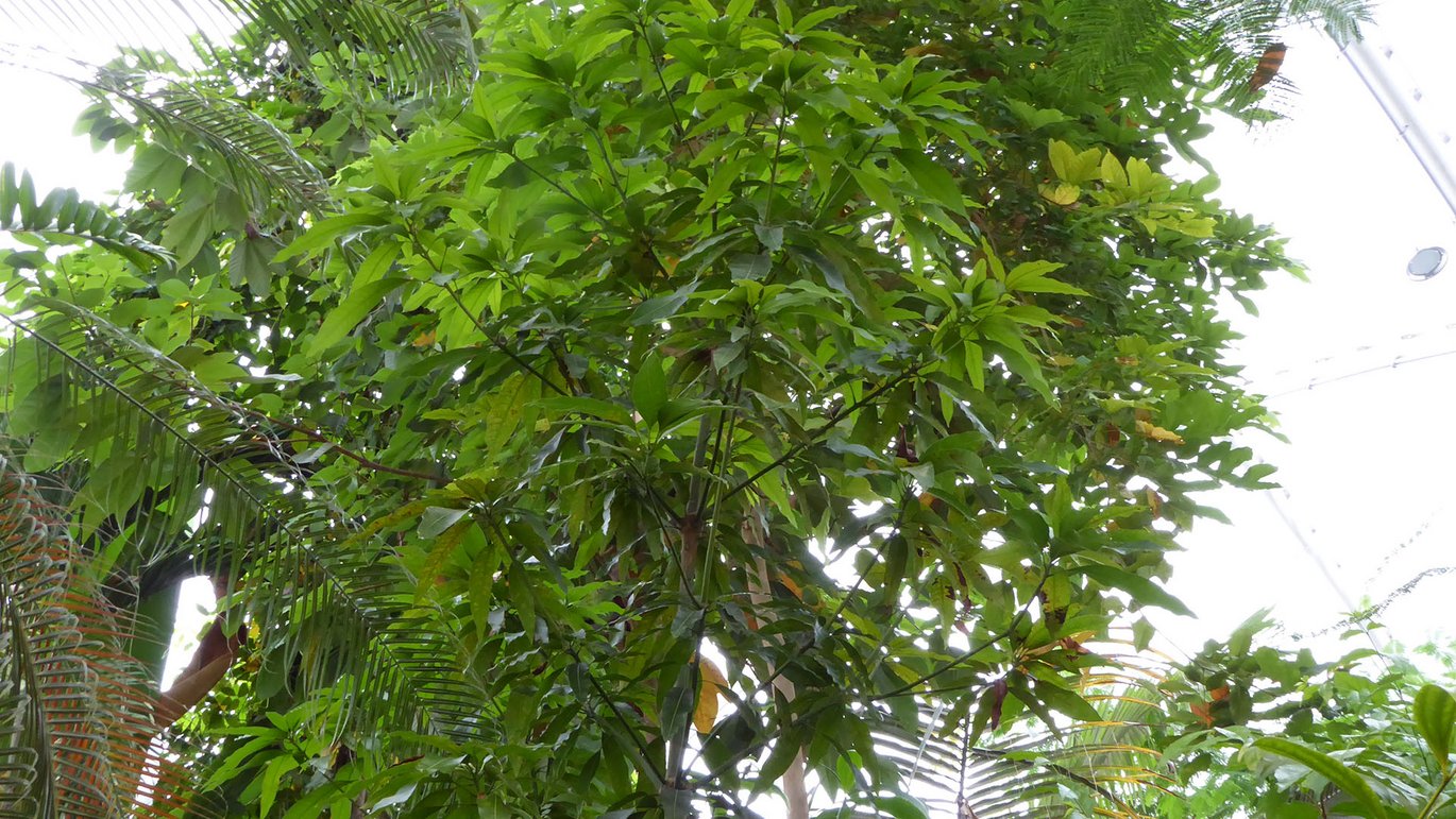 Mango (Mangifera indica)