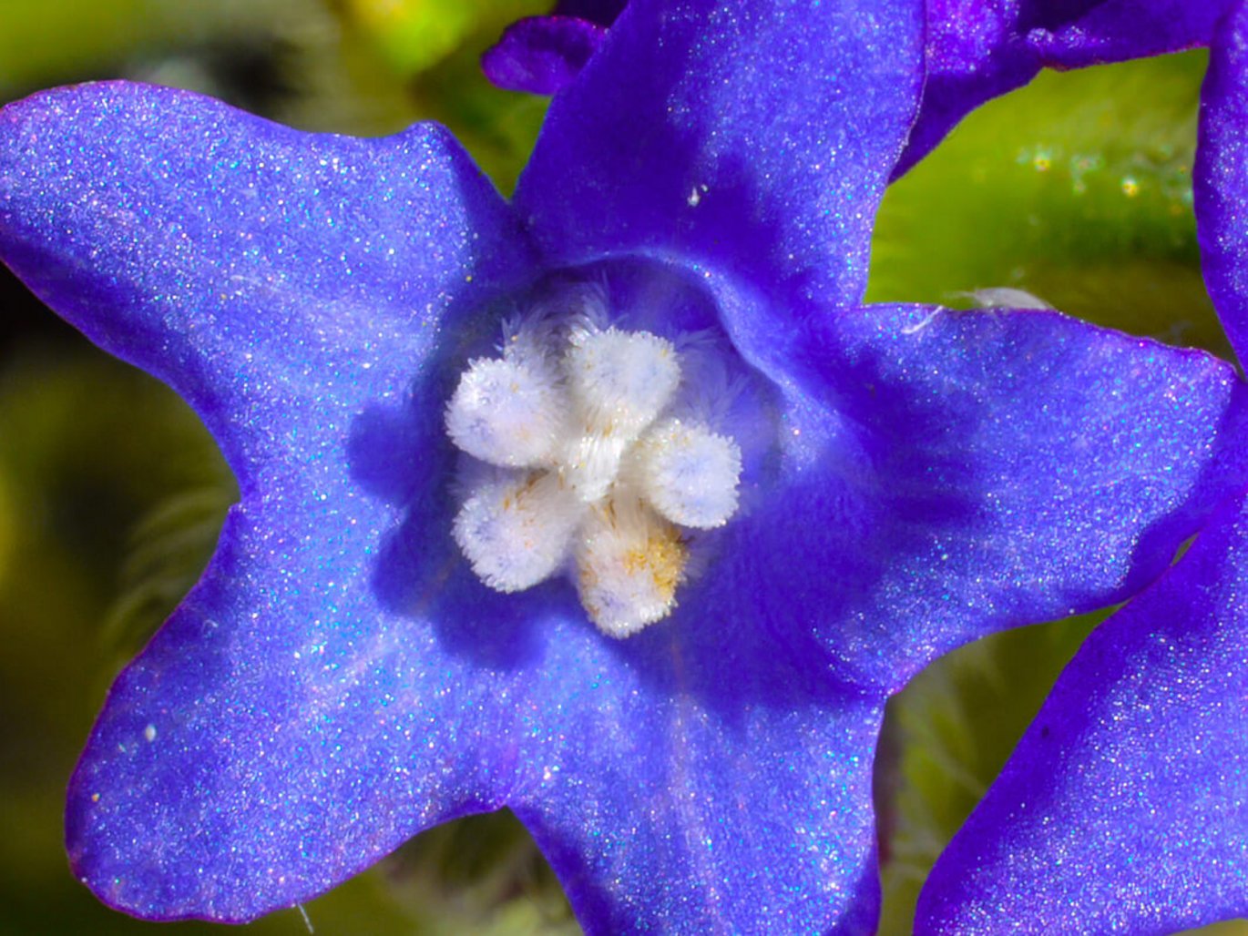 Common bugloss (Anchusa officinalis)