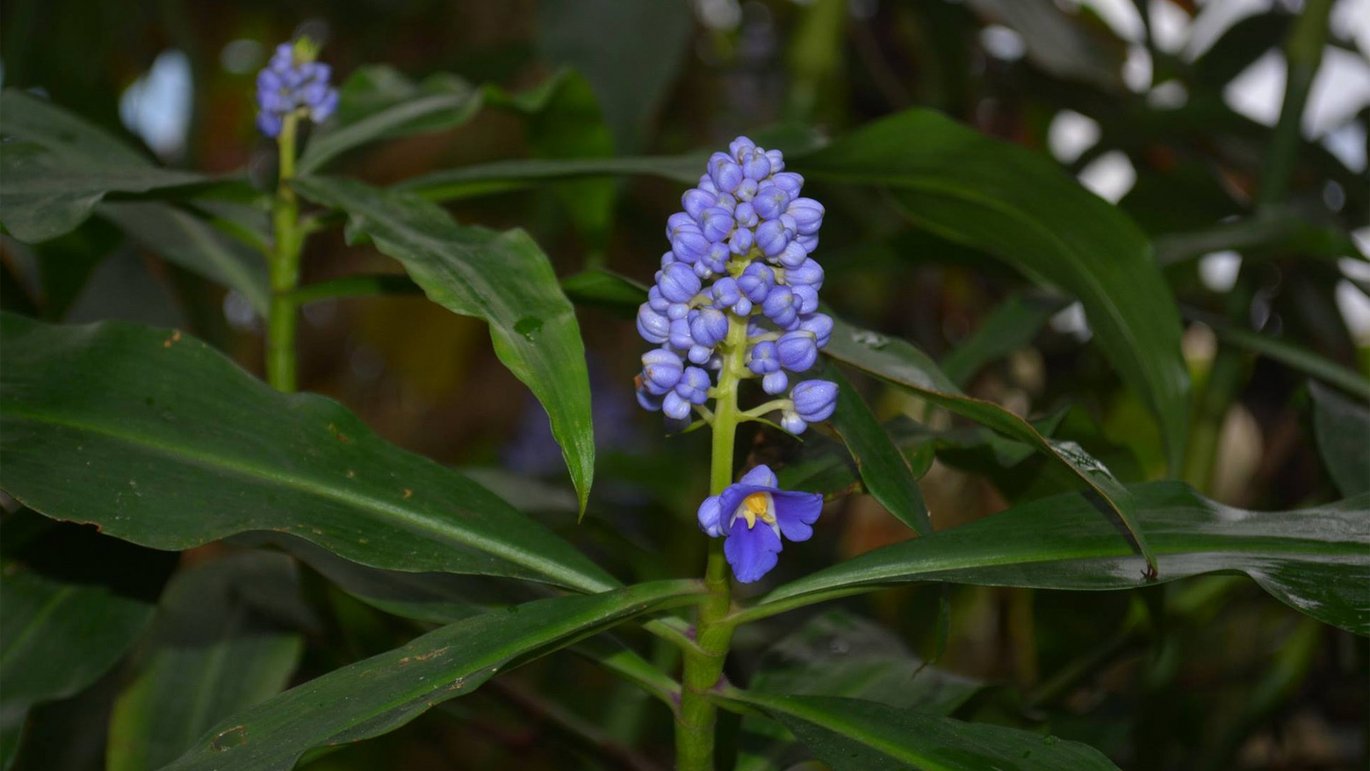 Blå blomsterbambus (Dichorisandra thyrsiflora)