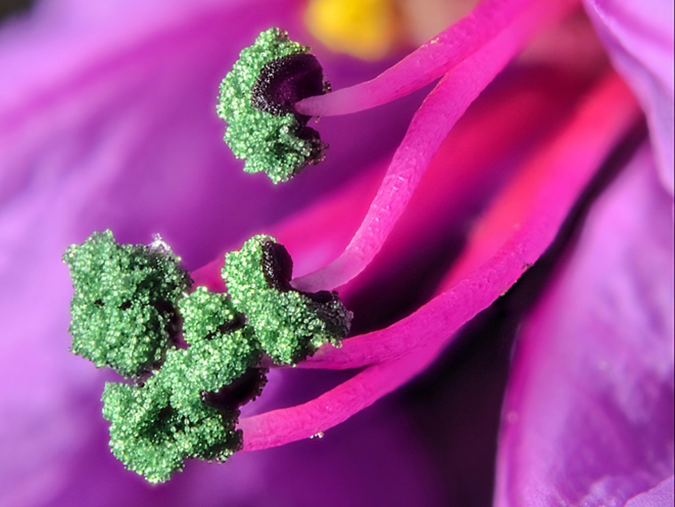 Kattehale (Lythrum salicaria) har støvblade i to kranse. Ultra-nærbillede af kransen af lange støvblade med grønt pollen. Den anden kras med korte gule støvblade anes i baggrunden.  Foto: Jens H. Petersen