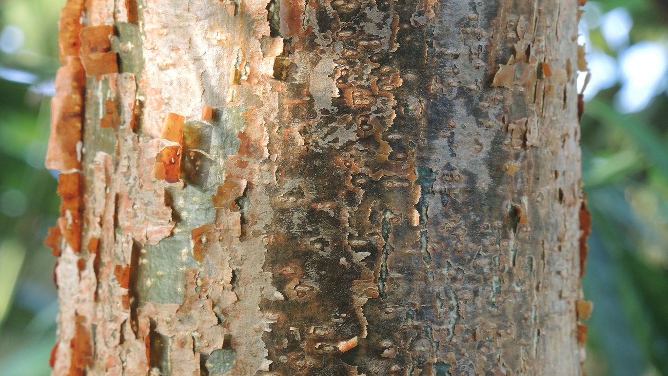 Barken på et turisttræ