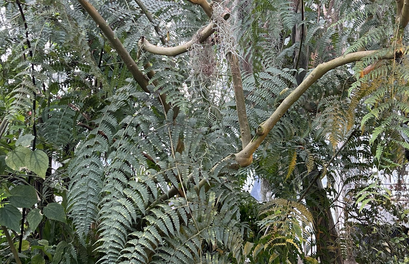 Klatrende skålbregne - (Dennstaedtia producta)