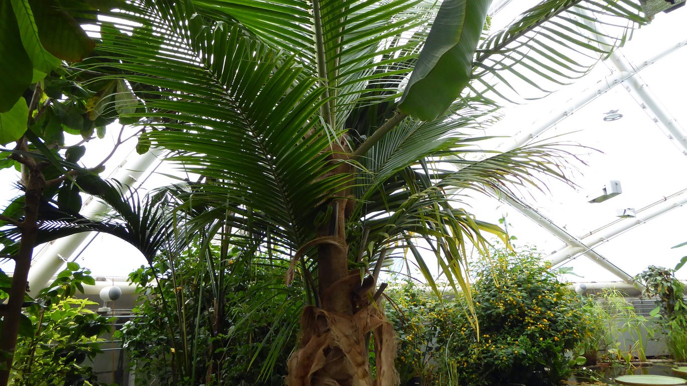 Coconut palm