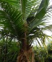 Coconut palm