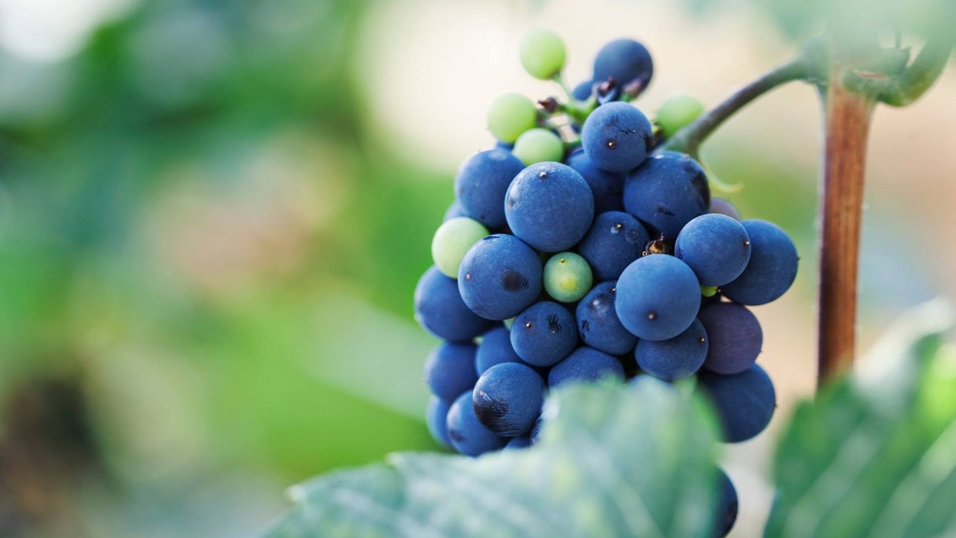 Blålilla druer i Væksthusene