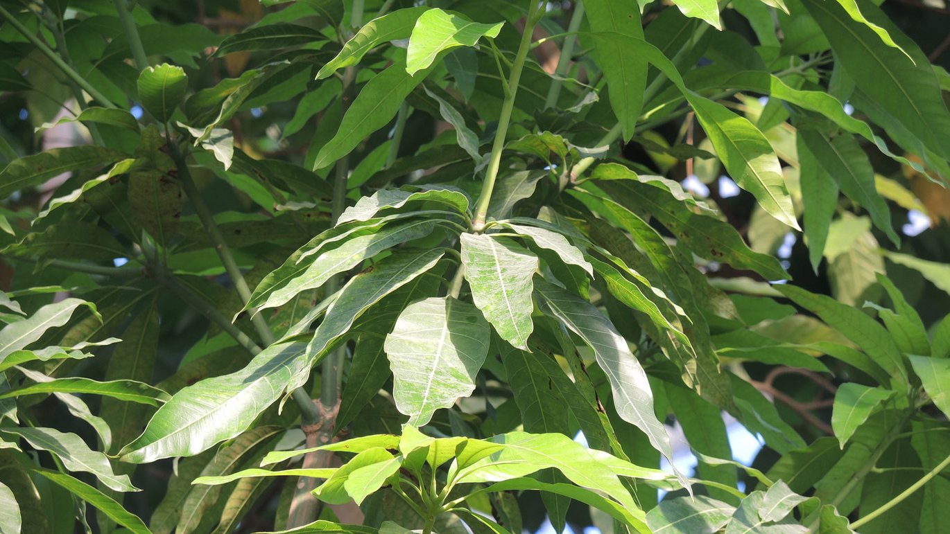 Mango (Mangifera indica)