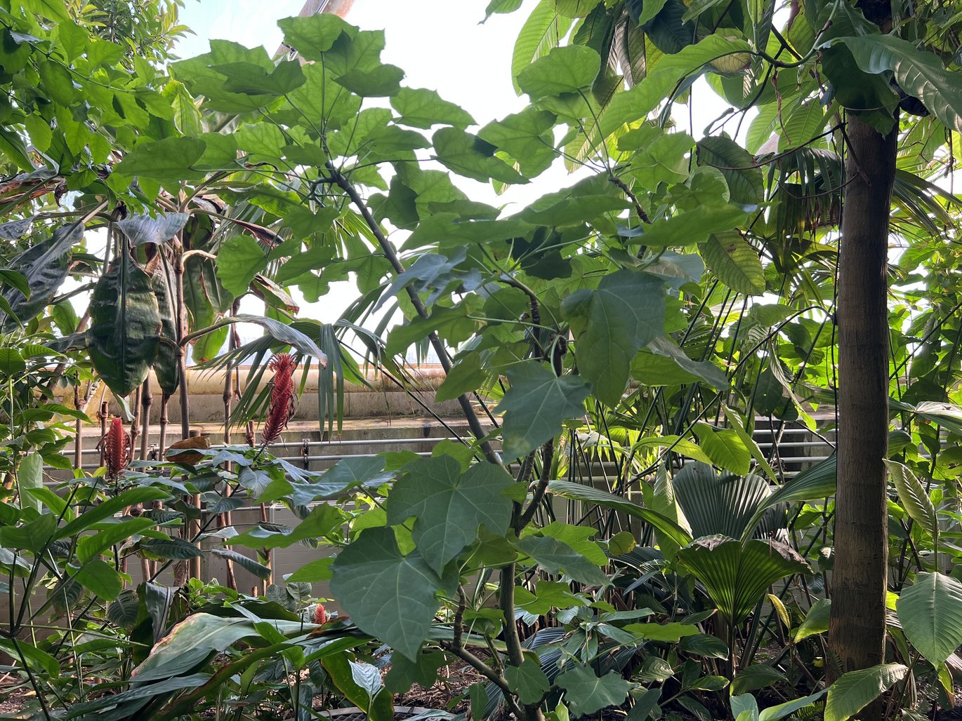 Ægte purgenød, (Jatropha curcas)