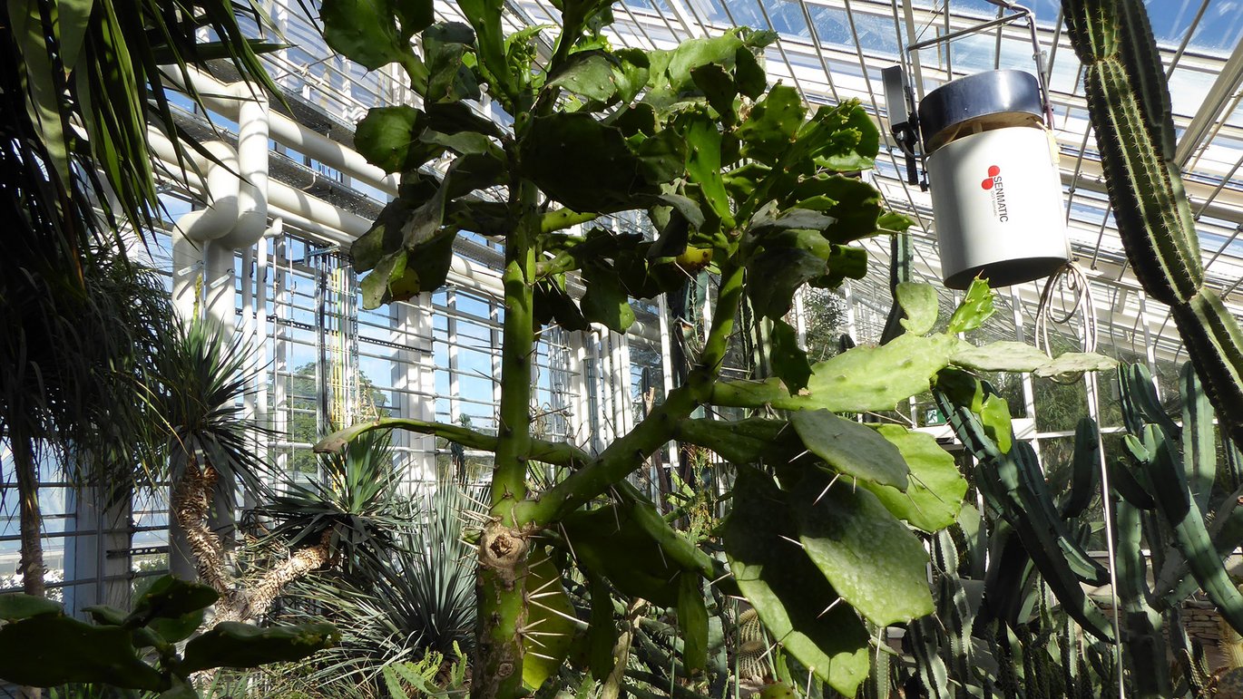 Brasiliansk figenkaktus i Væksthusene i Aarhus