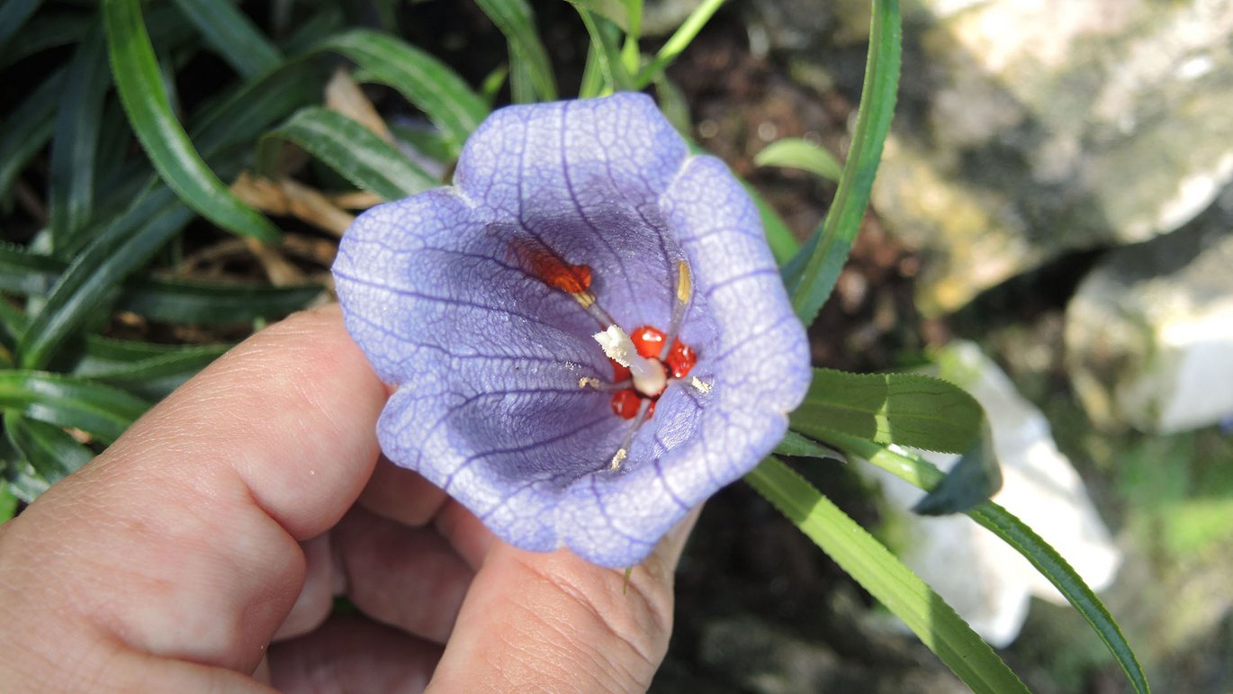 Blodklokke (Nesocodon mauritianus)