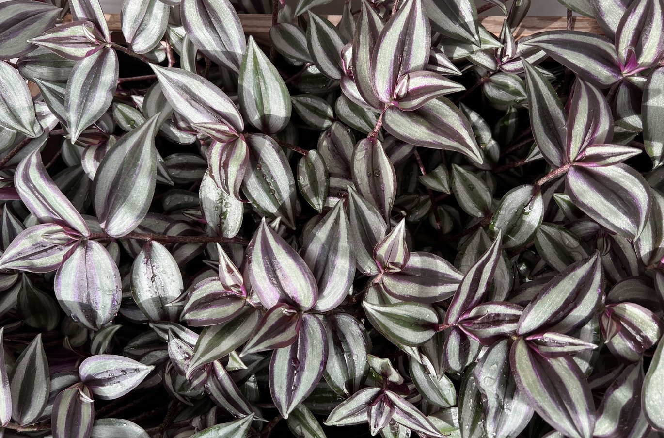 Zebrablad
