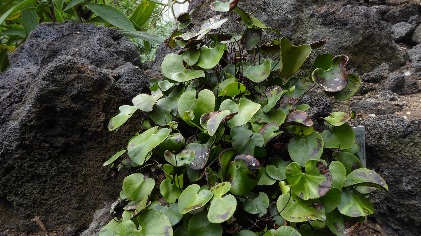 Nyrebladet venushår (Adiantum reniforme)