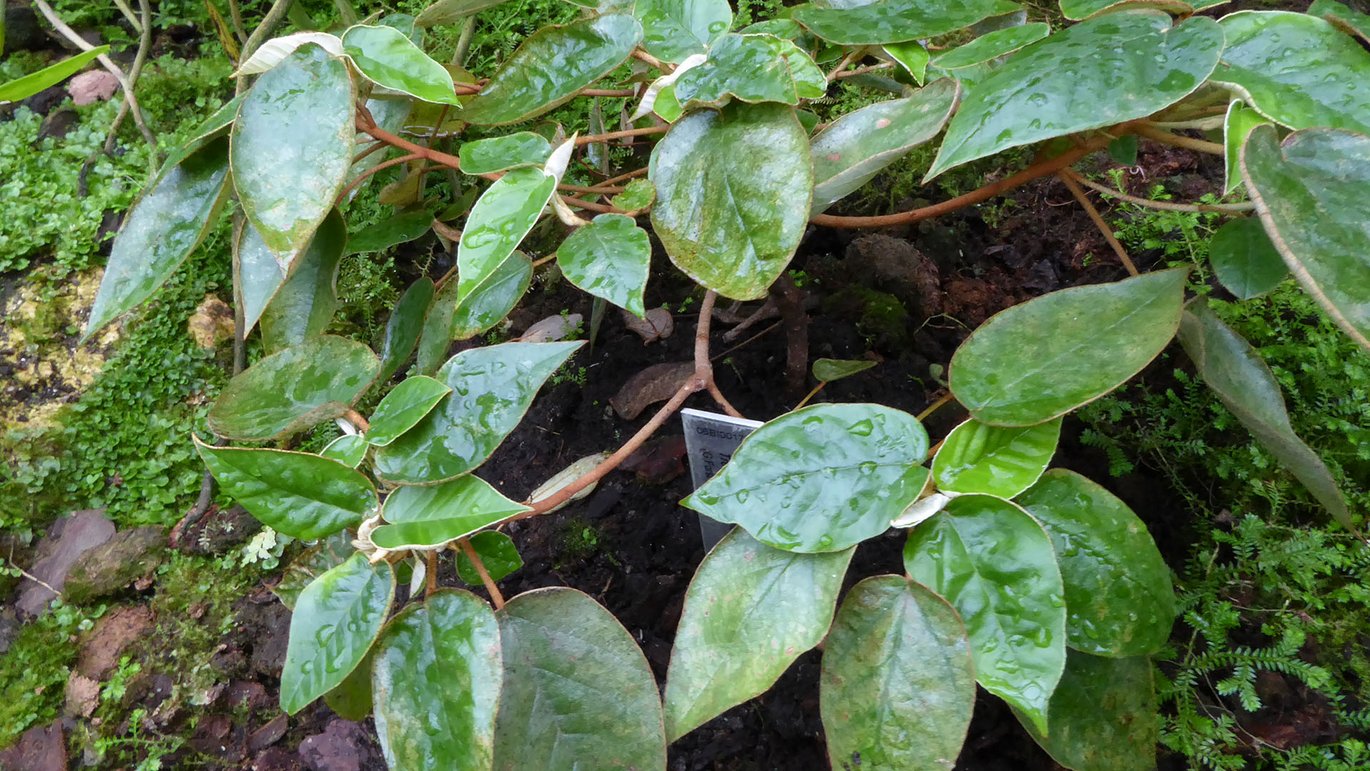 Sankt Helena ibenholt (Melhania ebenus)