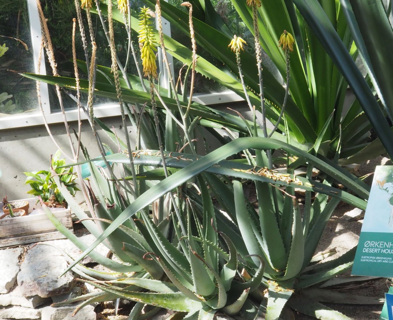 Læge-aloe (Aloe vera) der blomstre i væksthusenes ørkenhus