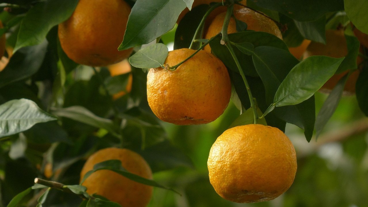 Bitter orange (Citrus x aurantium f. aurantium)