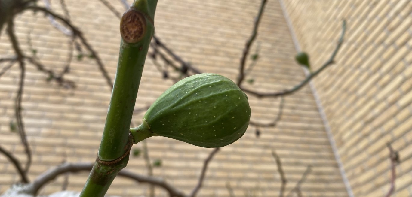 Figen (Ficus carica)