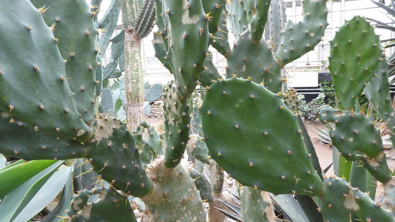 Opret figenkaktus - Opuntia dillenii