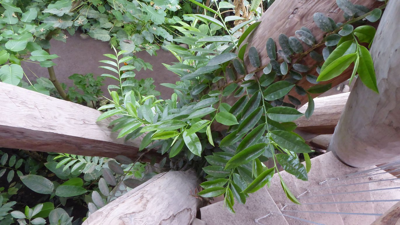 Marcgravia der klatrer