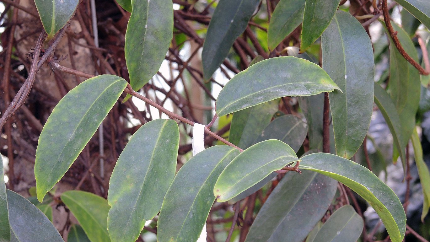 Kadsura (Kadsura japonica)