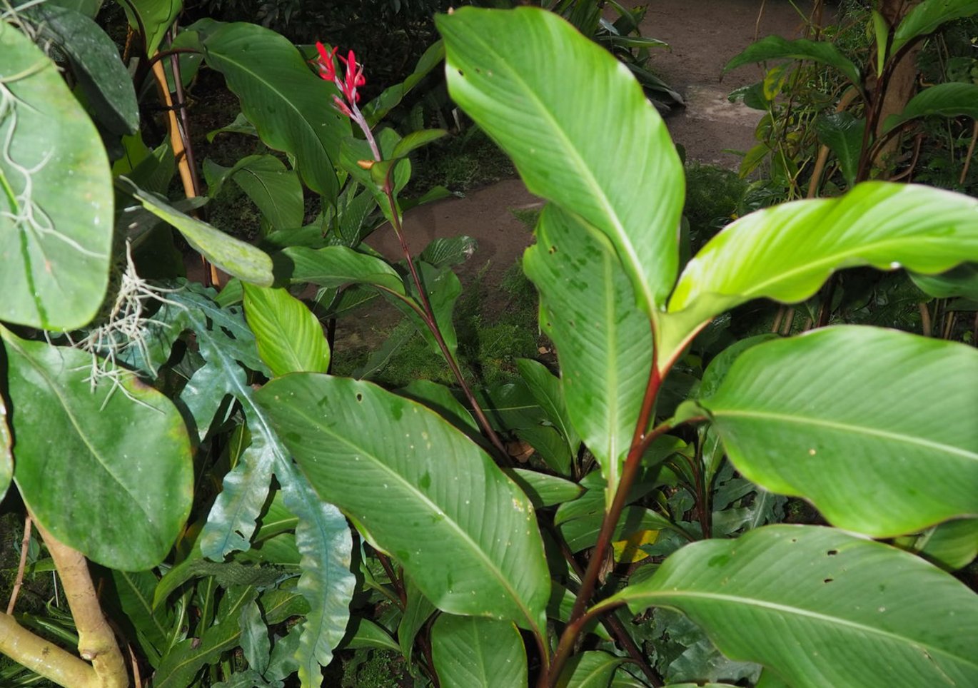 Spiselig kanna (Canna indica)