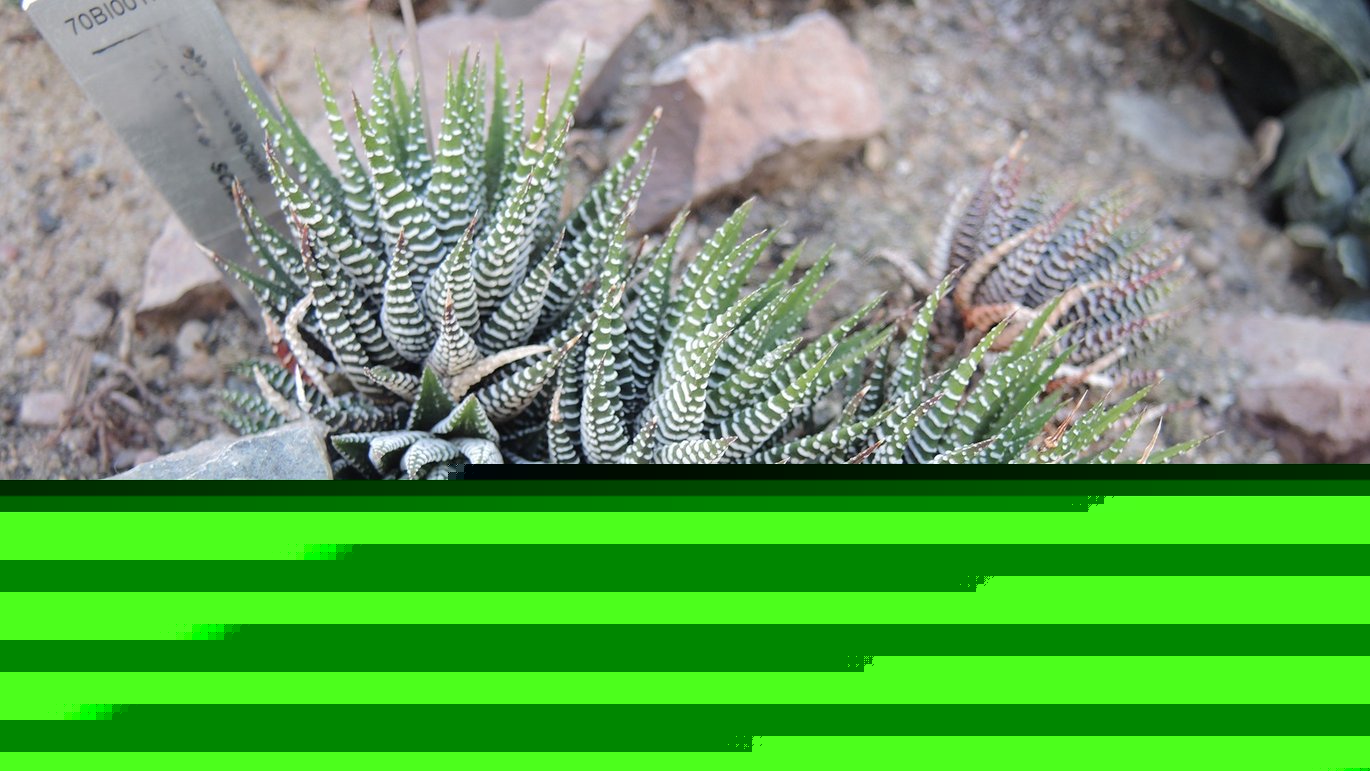 Zebra-haworthia - Haworthiopsis fasciata