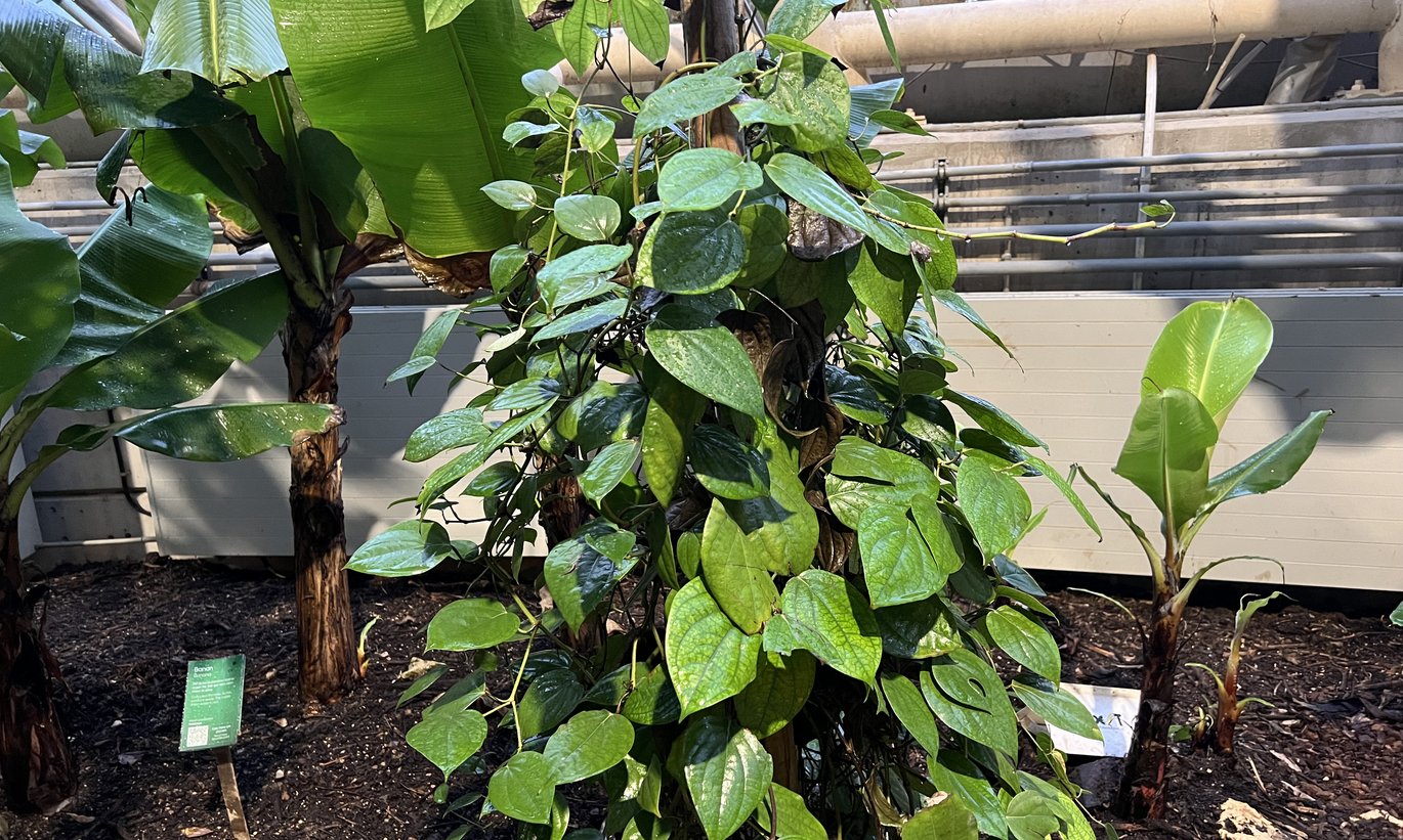 Sort peber -  I væksthusene