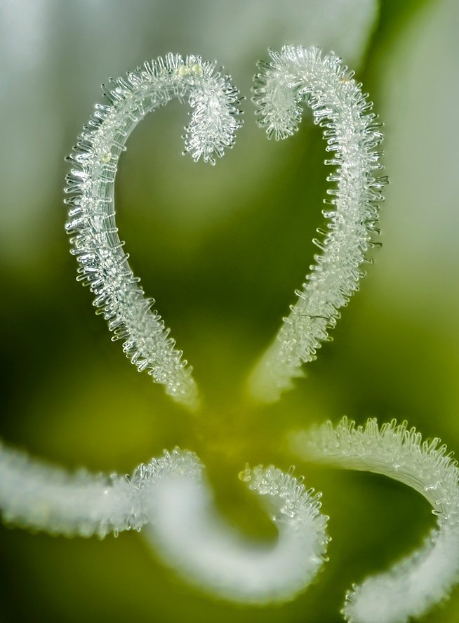 Almindelig hønsetarm (Cerastium fontanum). Ultra nærbillede af de krummede grifler med støvfang.<br>Foto: Jens H. Petersen