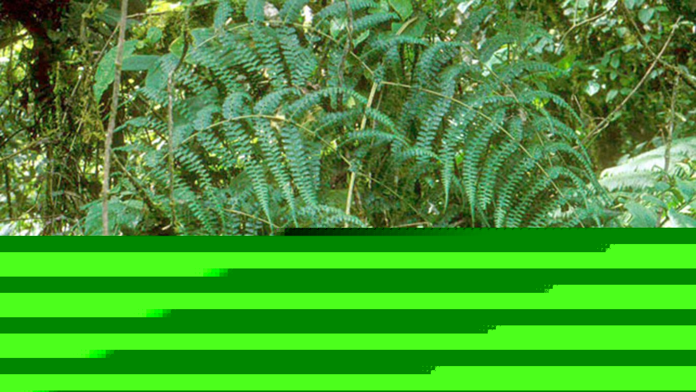 Klatrende skålbregne (Dennstaedtia producta)