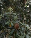 Coast banksia (Banksia integrifolia)