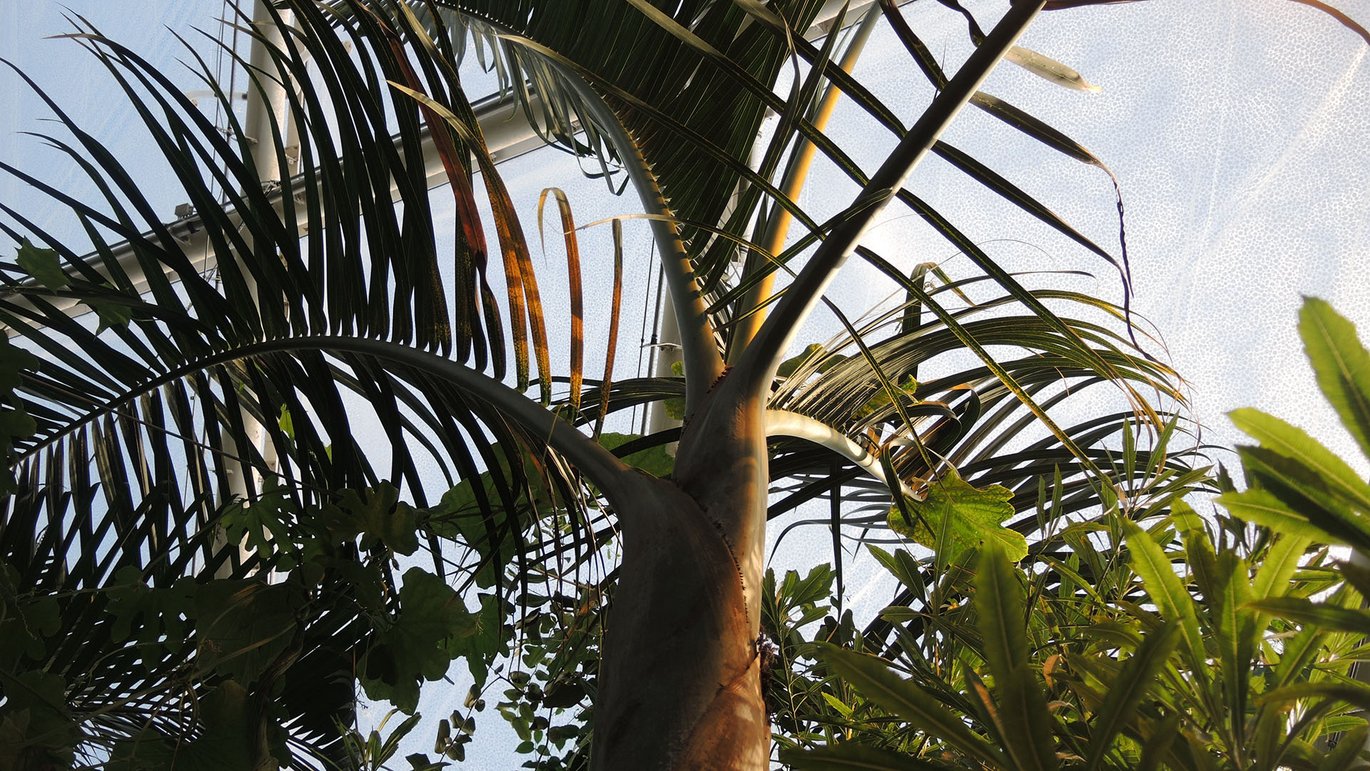 Treradet madagaskarpalme (Chrysalidocarpus decaryi)