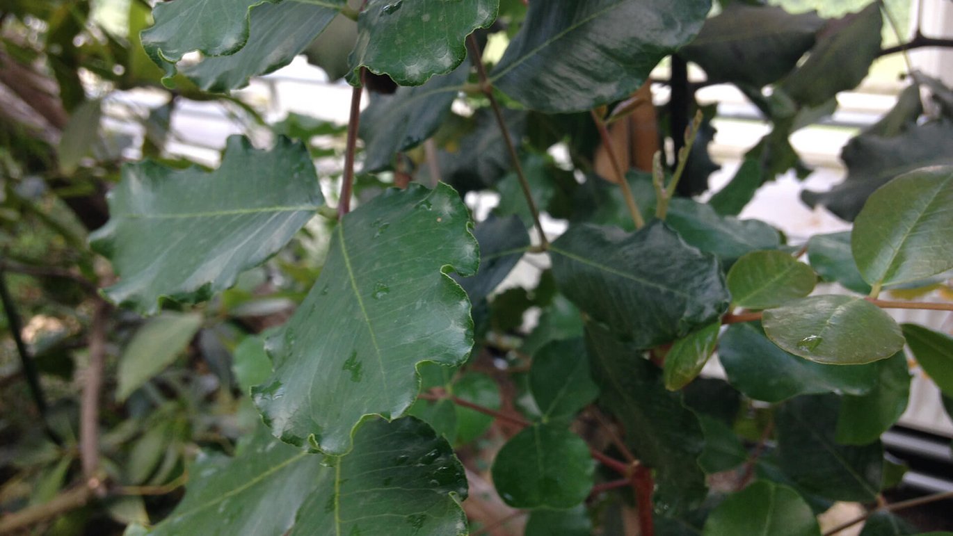 Johannesbrød (Ceratonia siliqua)