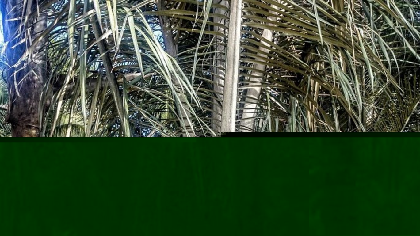 Vokspalme (Ceroxylon vogelianum)