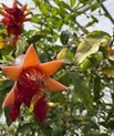 Flowering pomegranate
