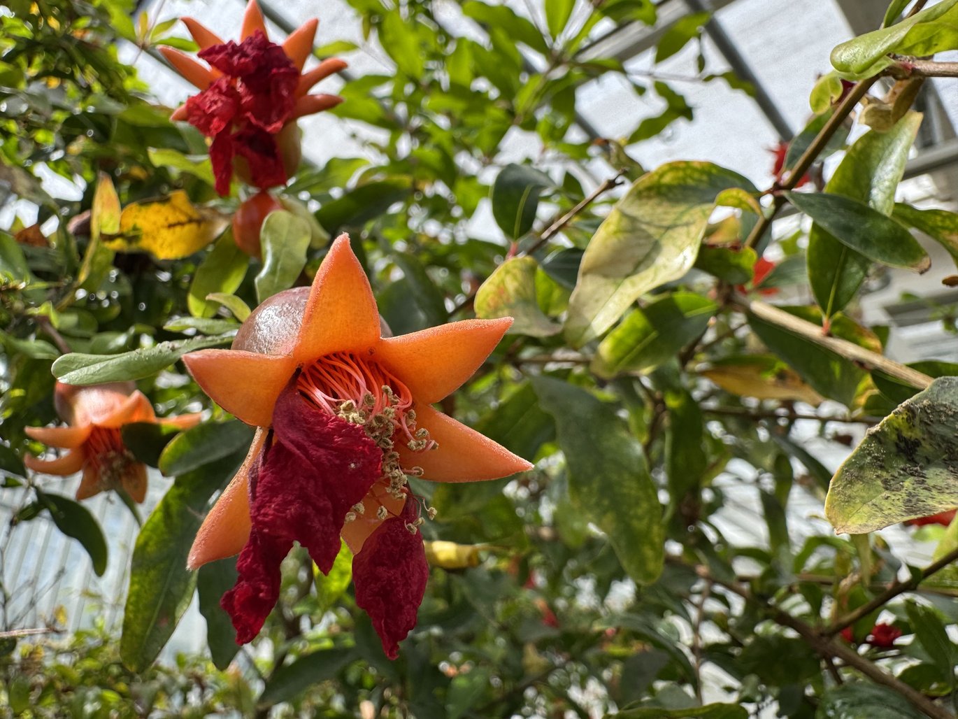 Flowering pomegranate