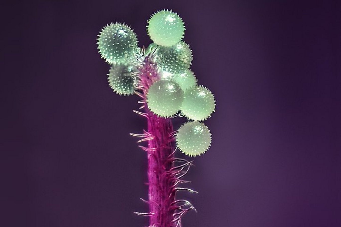 Moskus-katost (Malva moschata). Nærbillede 150x. Søtøvfang med store piggede pollrnkorn.