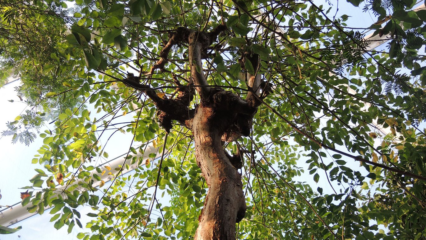 Turisttræ (Bursera simaruba)