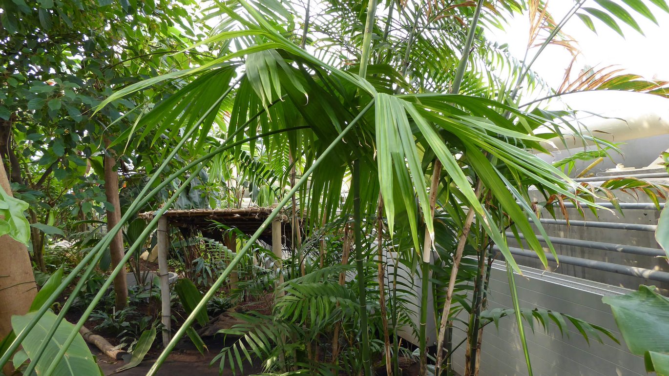 Panama hat plant