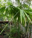 Panama hat plant