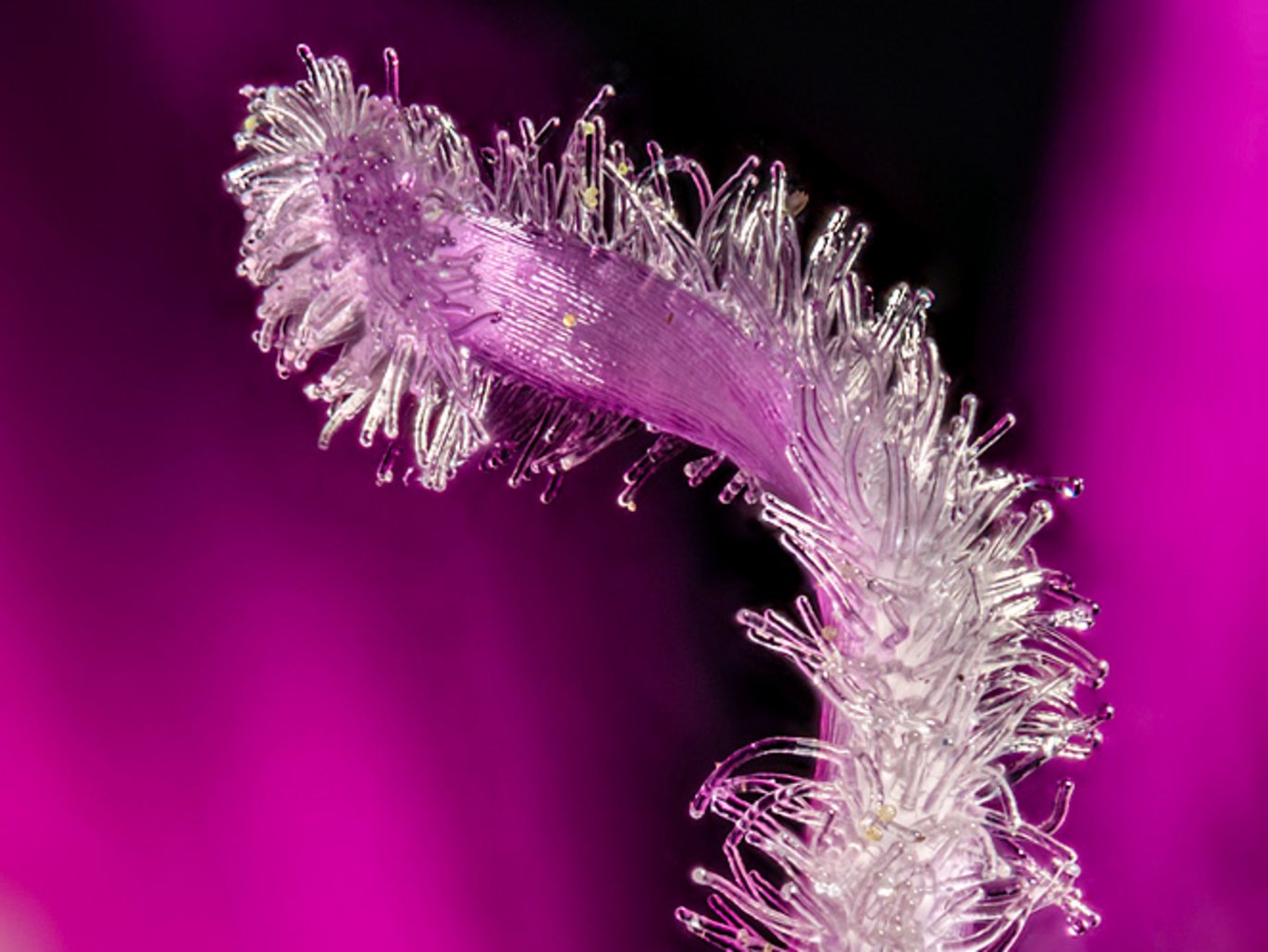 Den snoede griffel med støvfang på bakke-nellike (Dianthus deltoides)