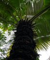 Sago-koglepalme (Cycas circinalis) 