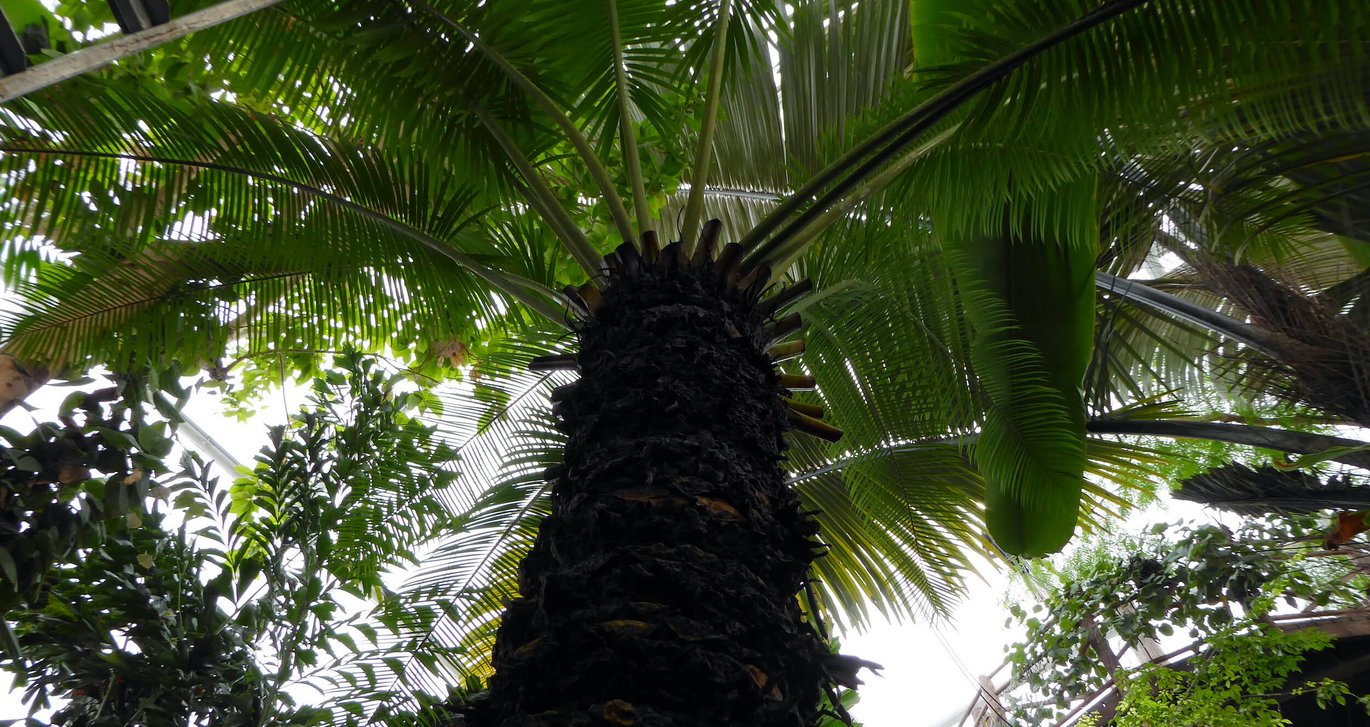 Sago-koglepalme (Cycas circinalis) 