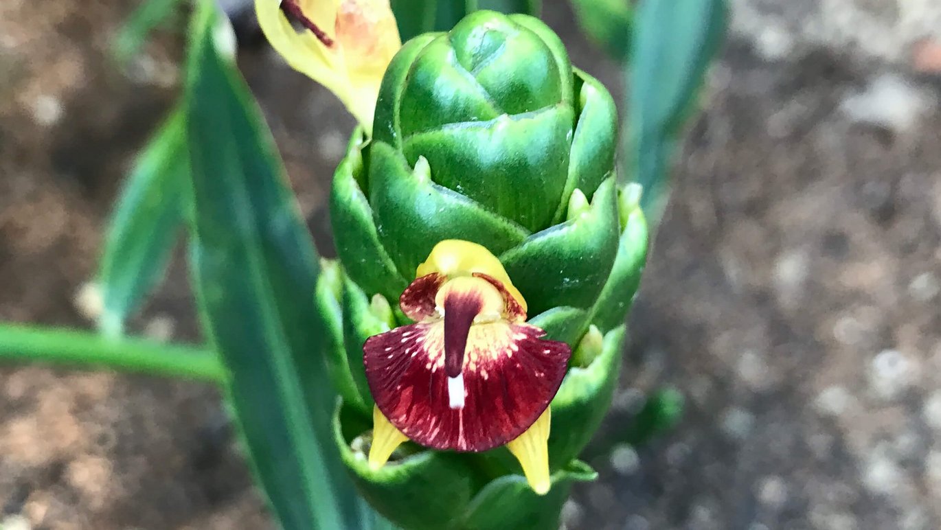 Blomsterstanden af ingefær