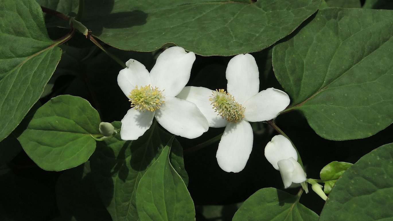 Kamæleonblad (Houttuynia cordata)